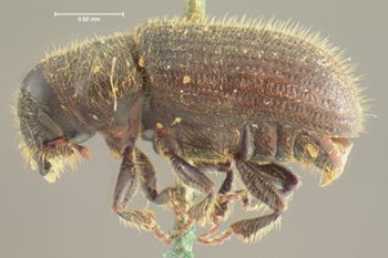 Media type: image;   Entomology 980 Aspect: habitus lateral view